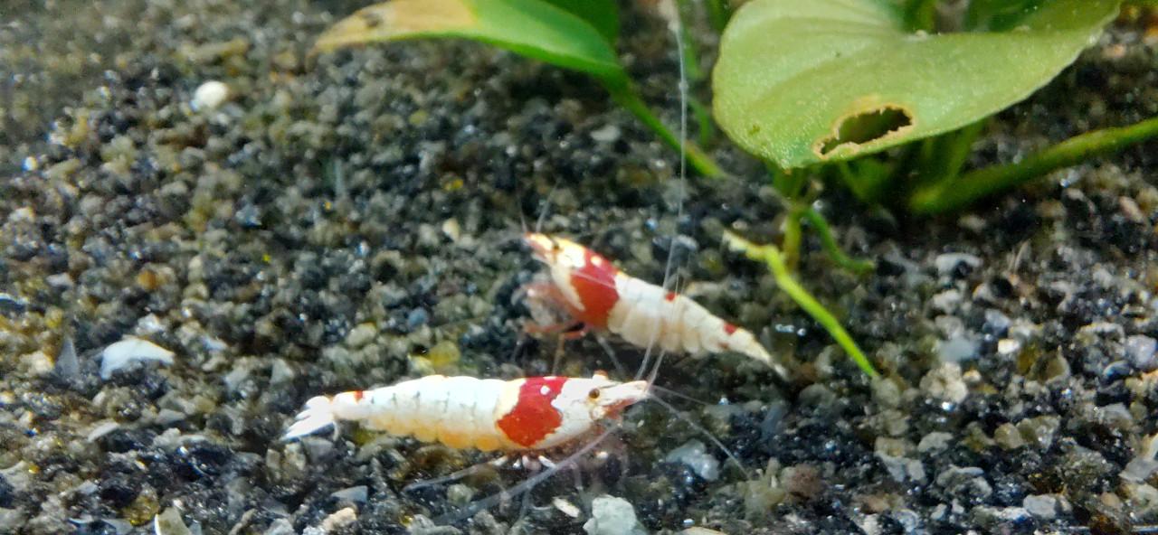 Mooie aquariumgarnalen te koop