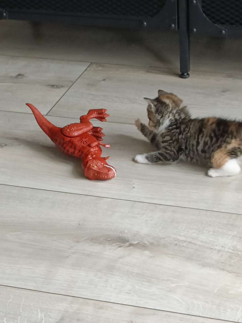 Nog twee sociale Kitten poesjes