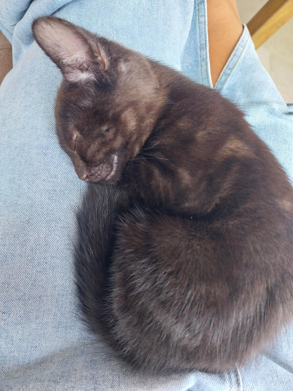 Lief zwart poesje