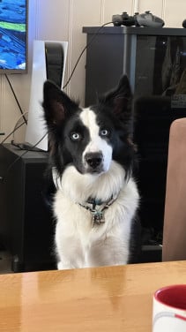 Border-Collie Dekreu beschikbaar.