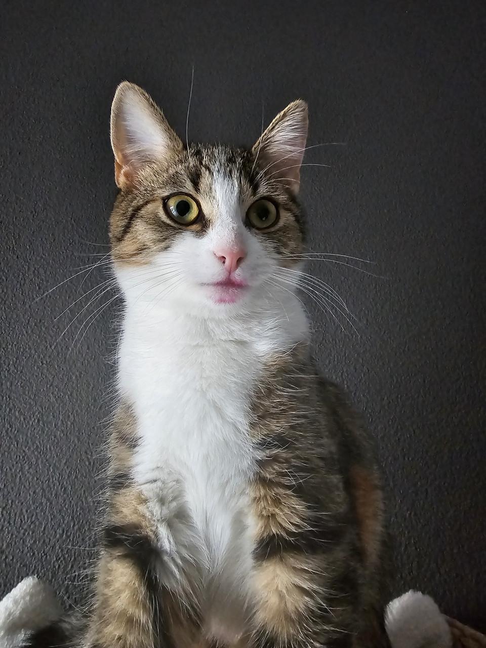 Freddy (poes) - Vermist