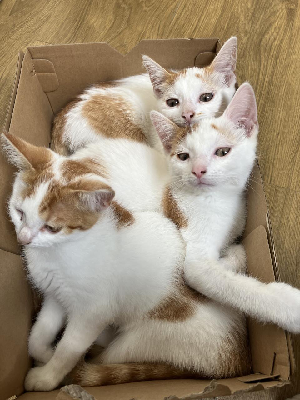Kittens
