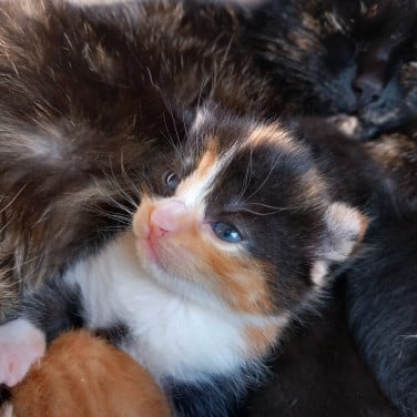 2 prachtige nestjes kittens