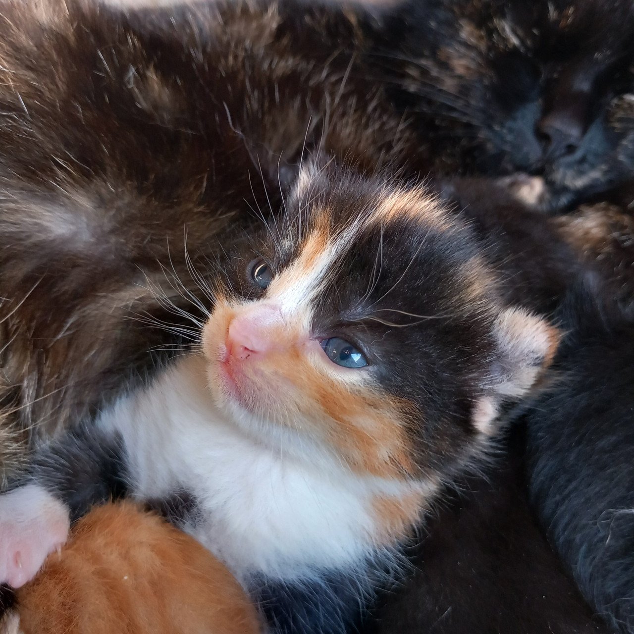 2 prachtige nestjes kittens