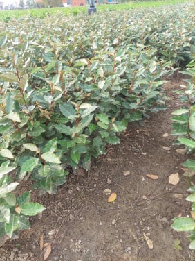 Eleagnus ebbingei compacta/ olijfwilg