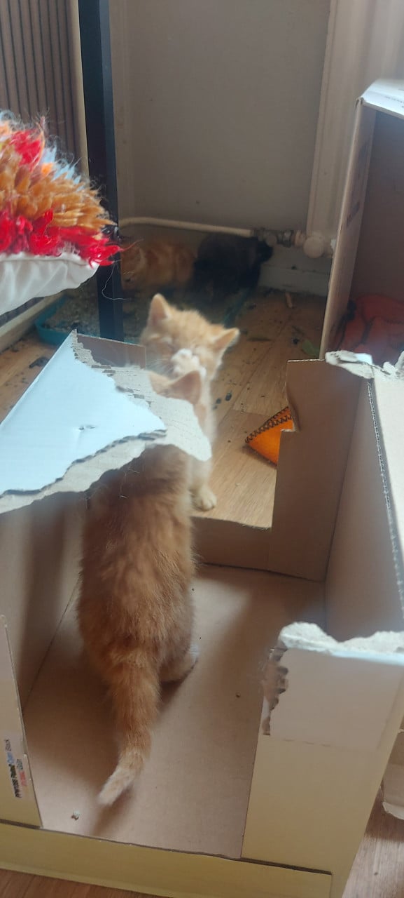 Nestje kittens
