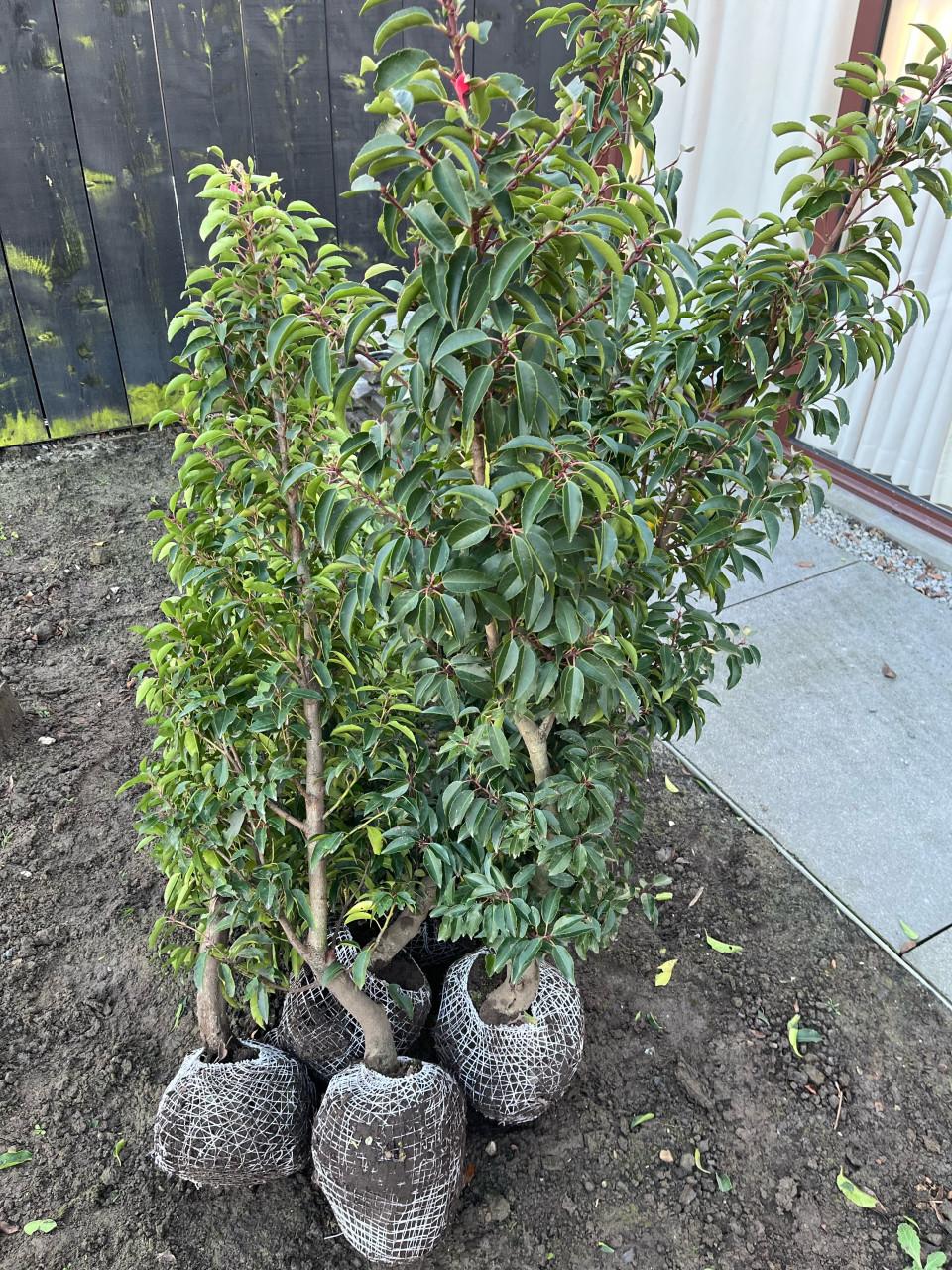 TE KOOP PORTUGESE LAURIER