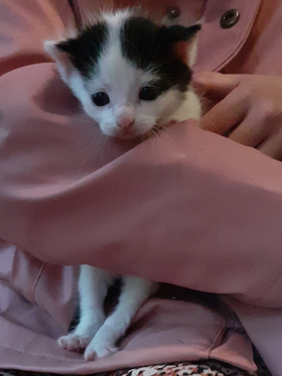 Kittens