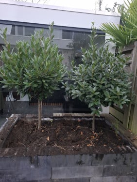 Laurier bomen