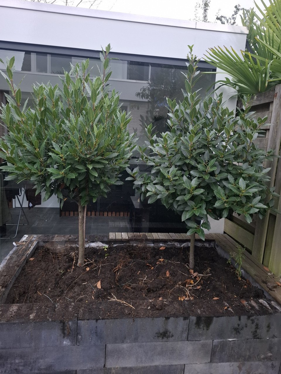 Laurier bomen