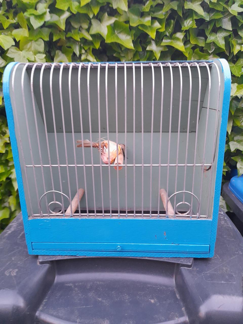 Vogelkooi blauw vintage?