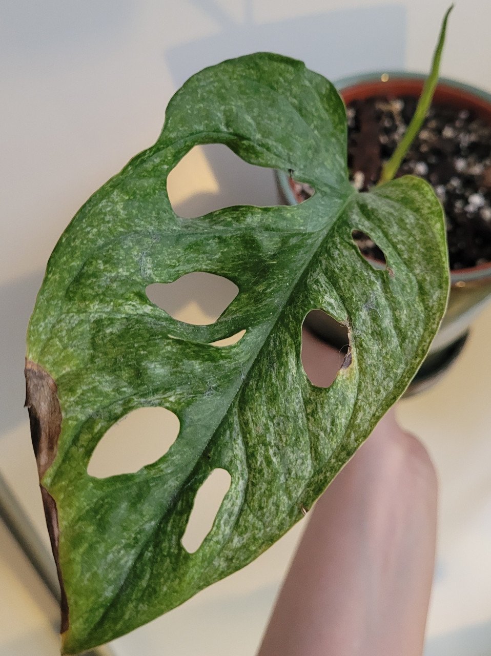Monstera adansonii mint stek