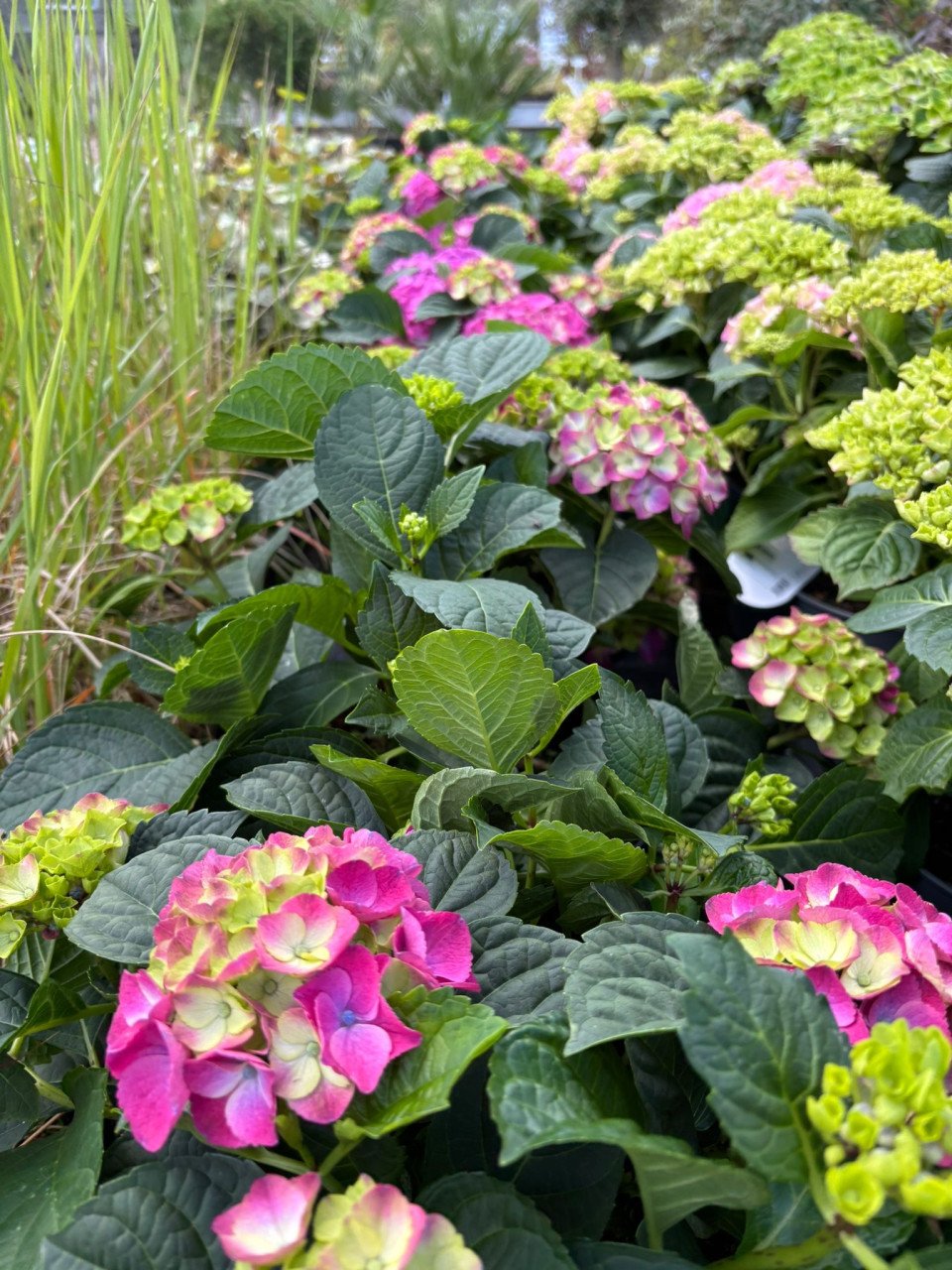 Hortensia’s nu voor €15