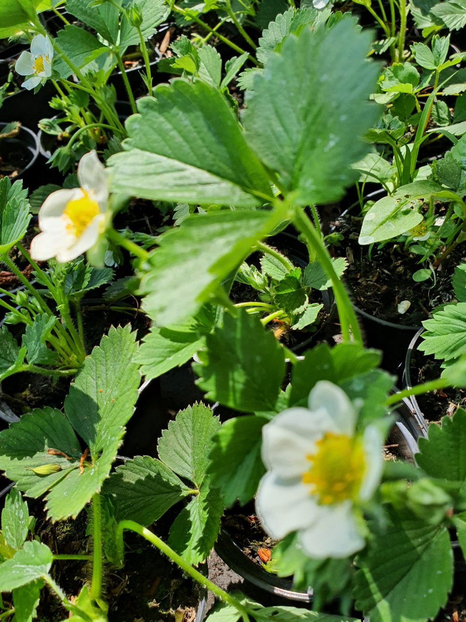 Aardbeienplanten, frambozenplanten en bessenplanten