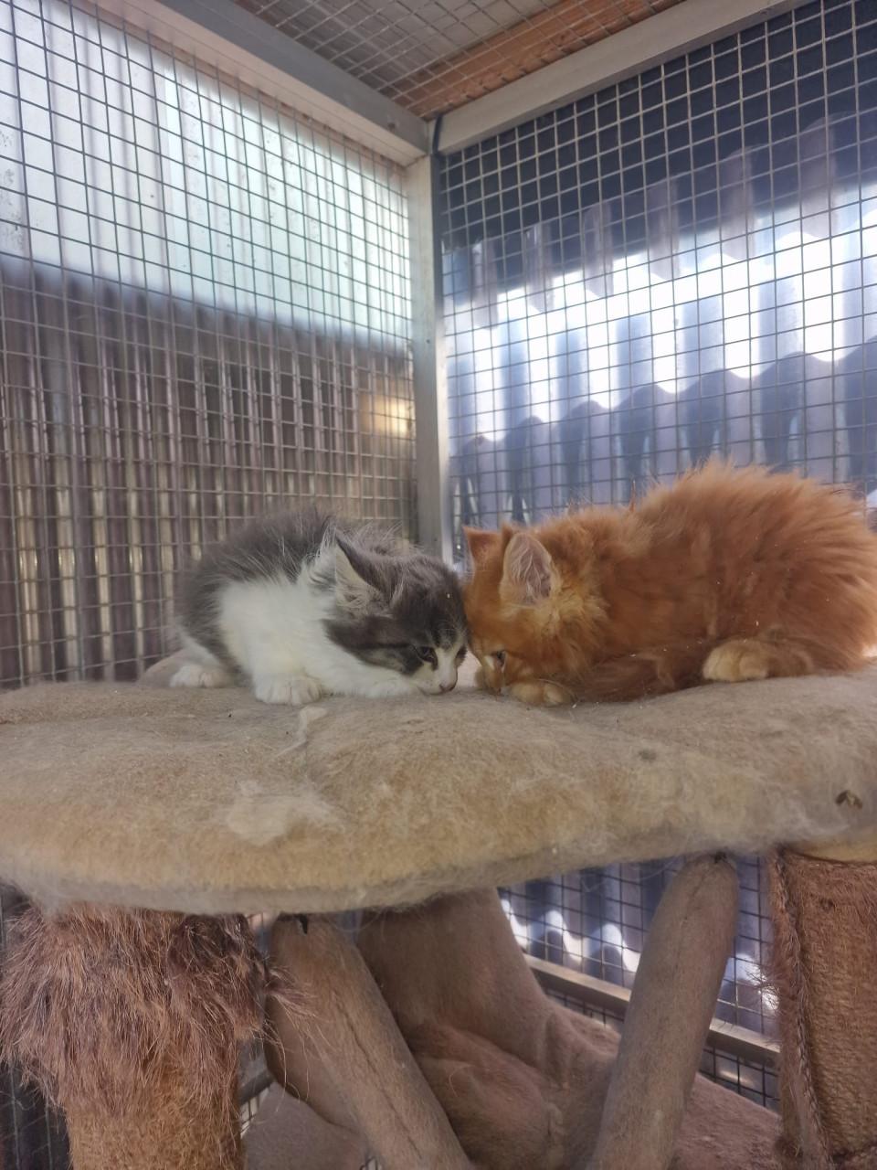 Te koop mooie Maine Coons katertjes