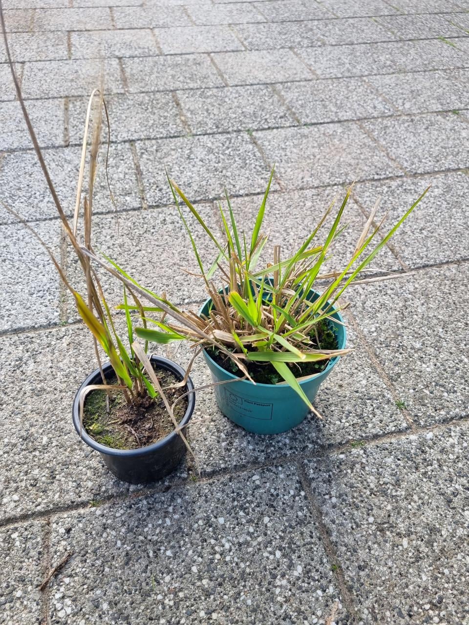 Diverse planten