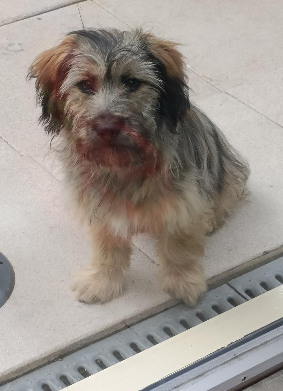 Lieve sociale fluffy pup 6mnd teefje