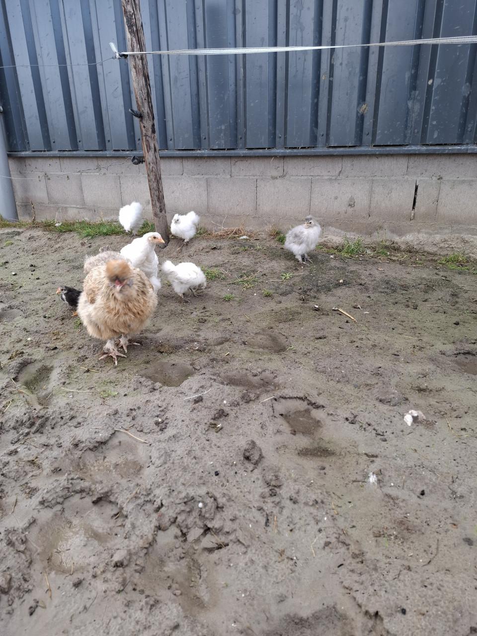 Jonge hennetjes te koop