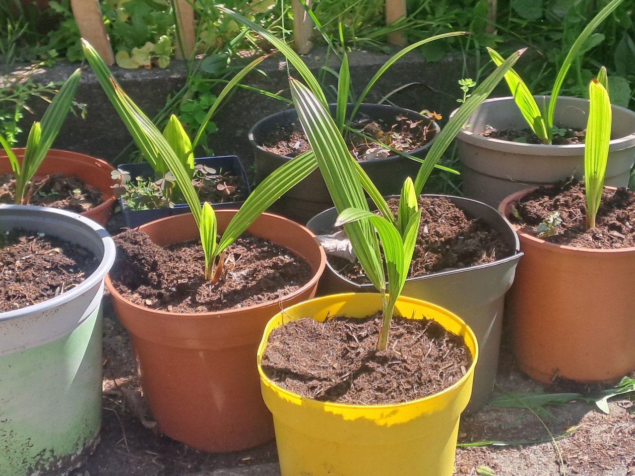 Palmboom