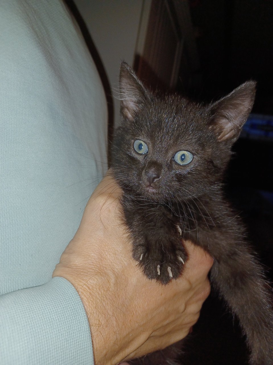 Kittens