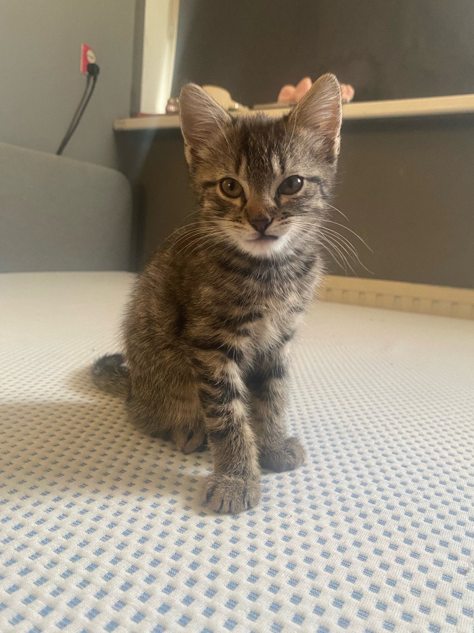 Kittens