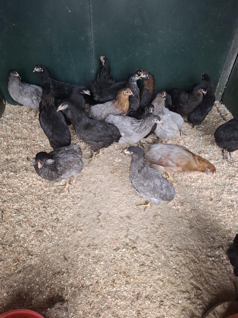 Ruime keuze leghennen, sier- en krielrassen