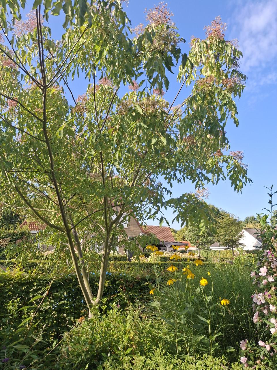 Bijenboom