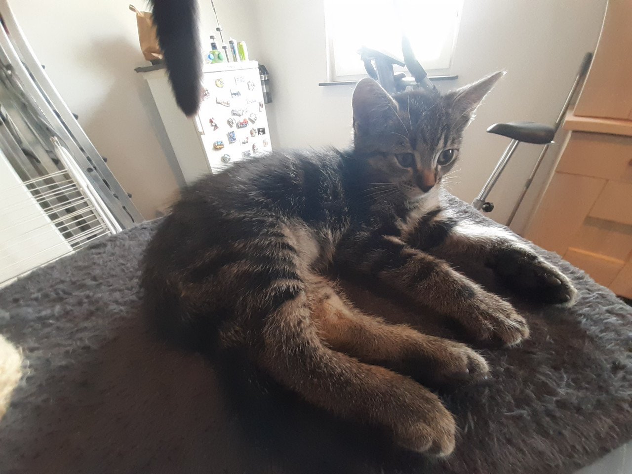 2 lieve kittens