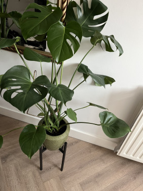 Kamerplant