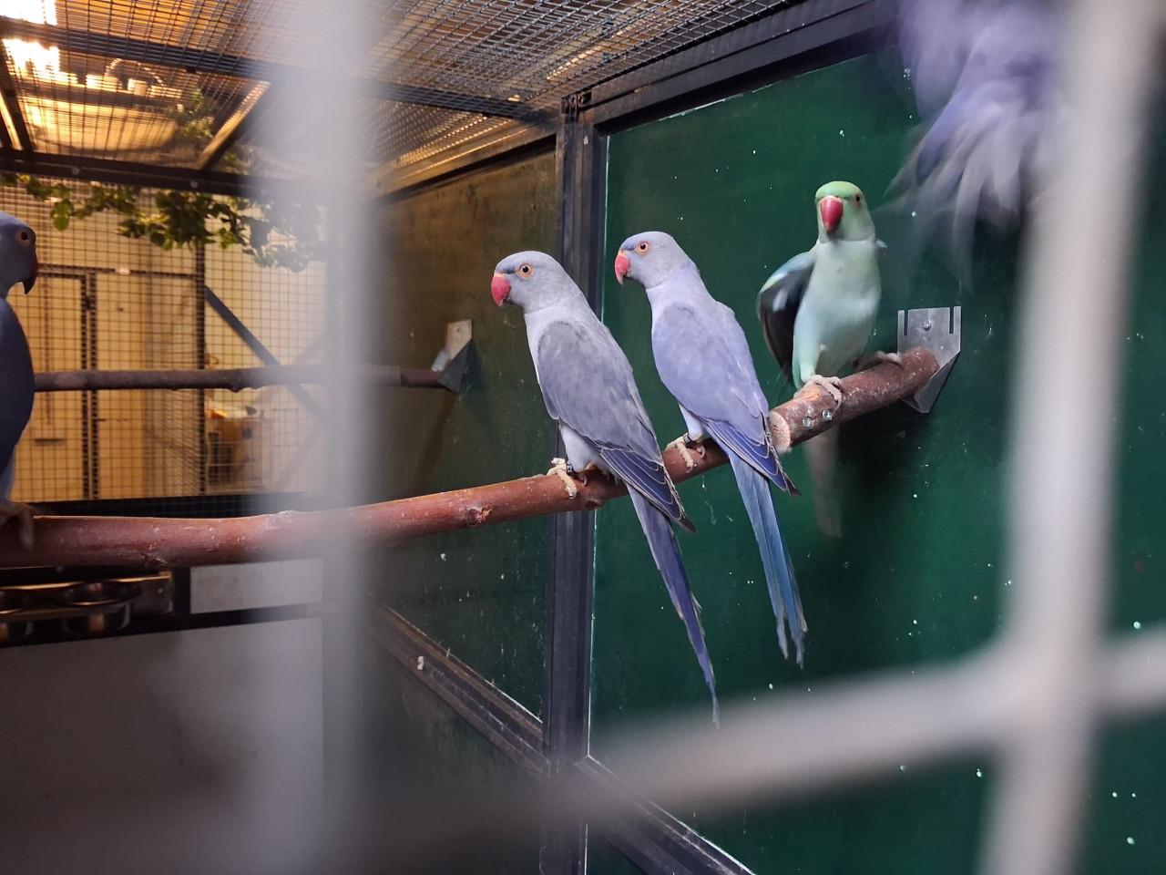 4-2 Halsbandparkieten violet, turquoise