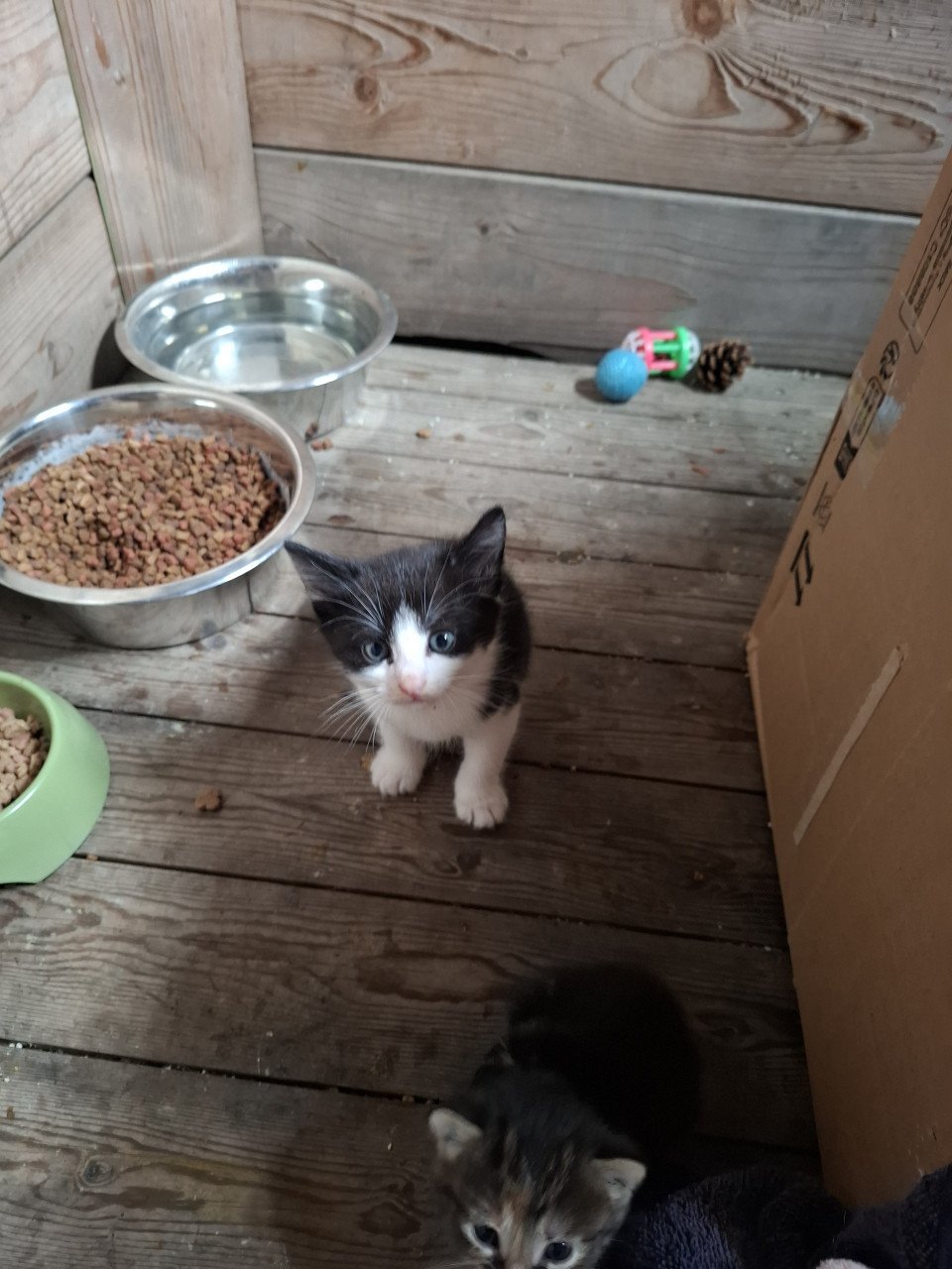 Kittens