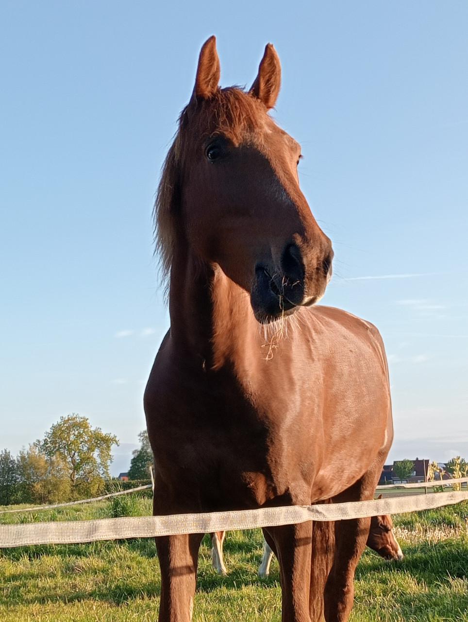 4 jarige merrie