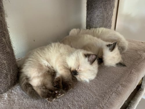 Prachtige ragdoll kittens