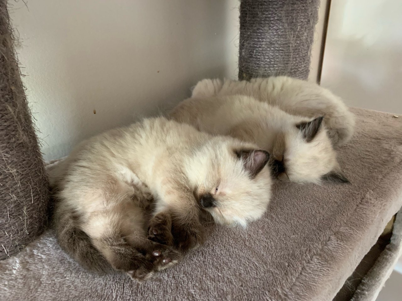 Prachtige ragdoll kittens