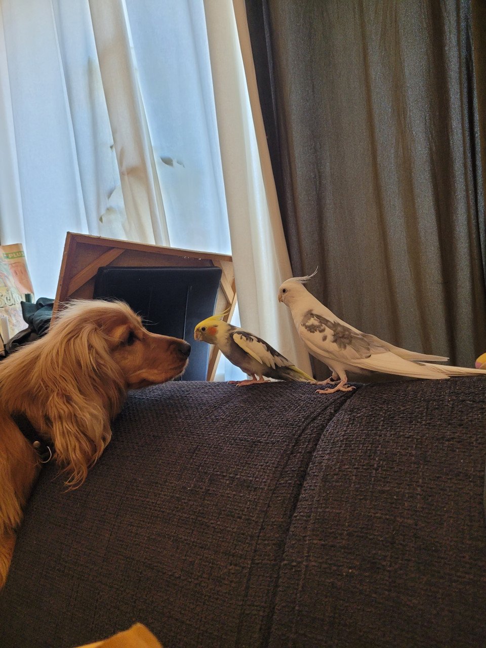 2 Valkparkieten met kooi