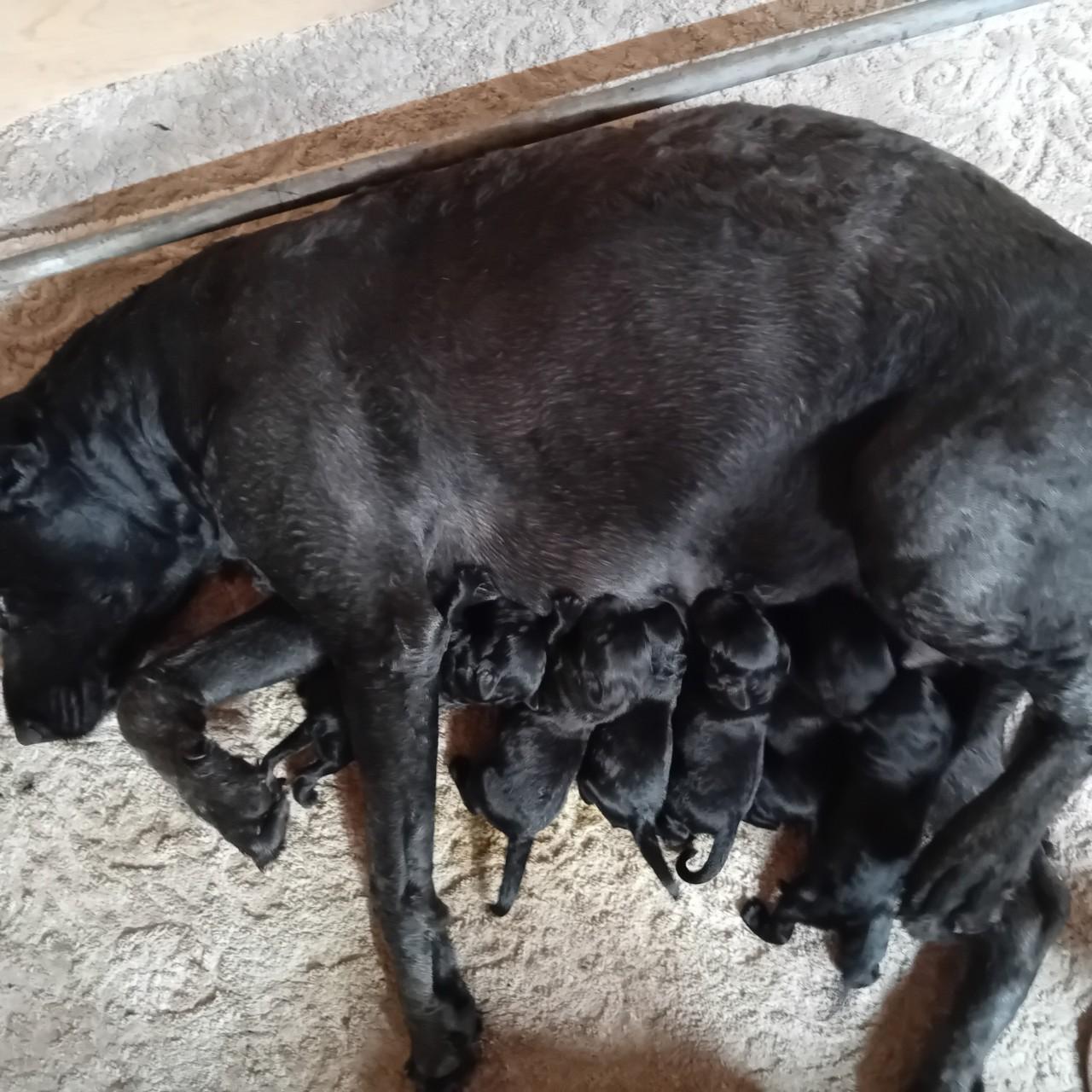 Bouvier pups