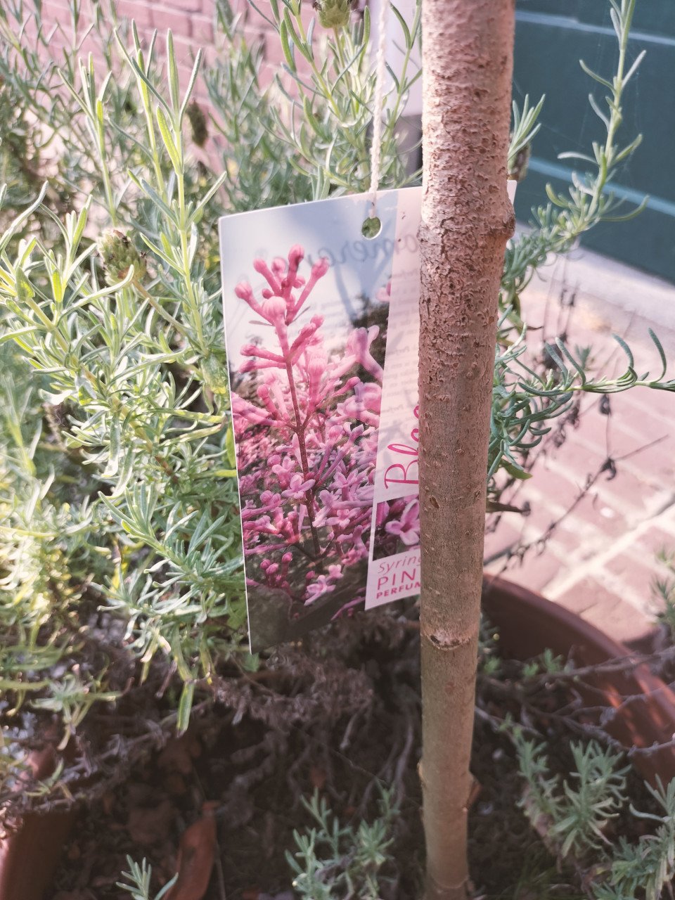 45 terracotta potten met planten en bomen - complete tuin