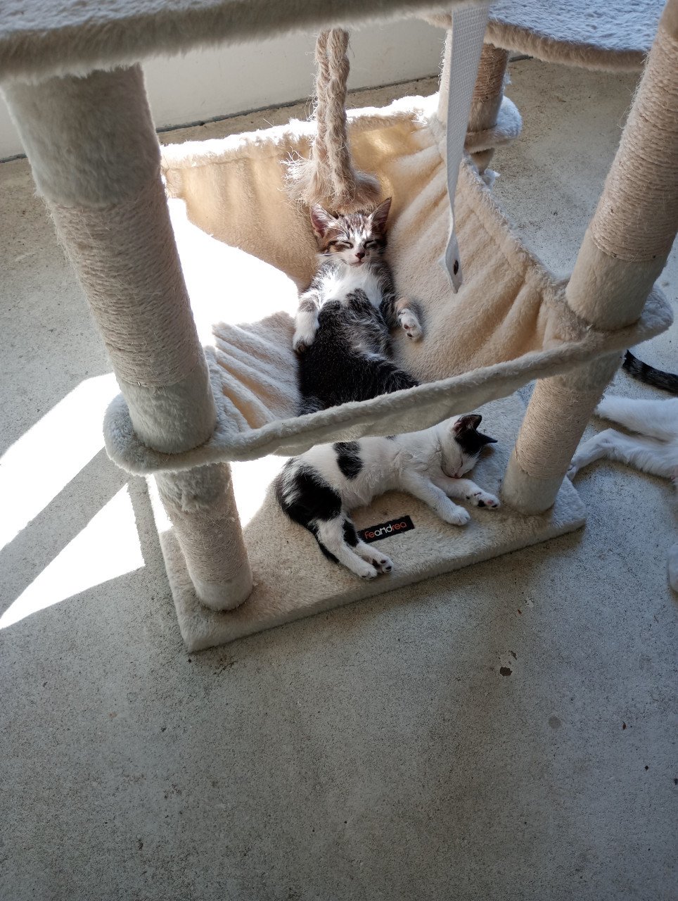 Kittens