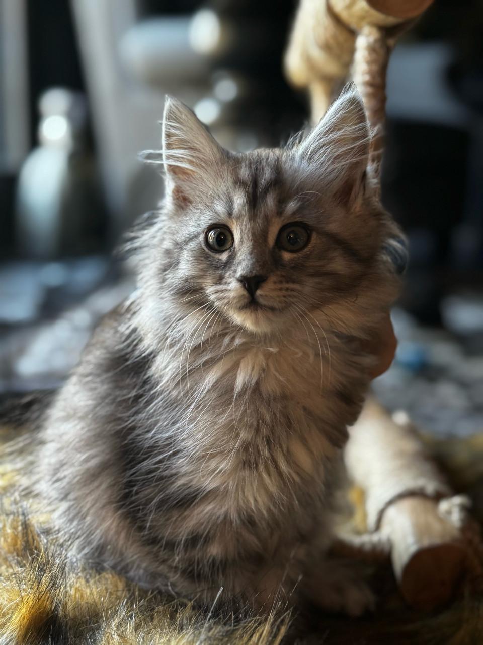 Maine coon kittes 3 poesjes