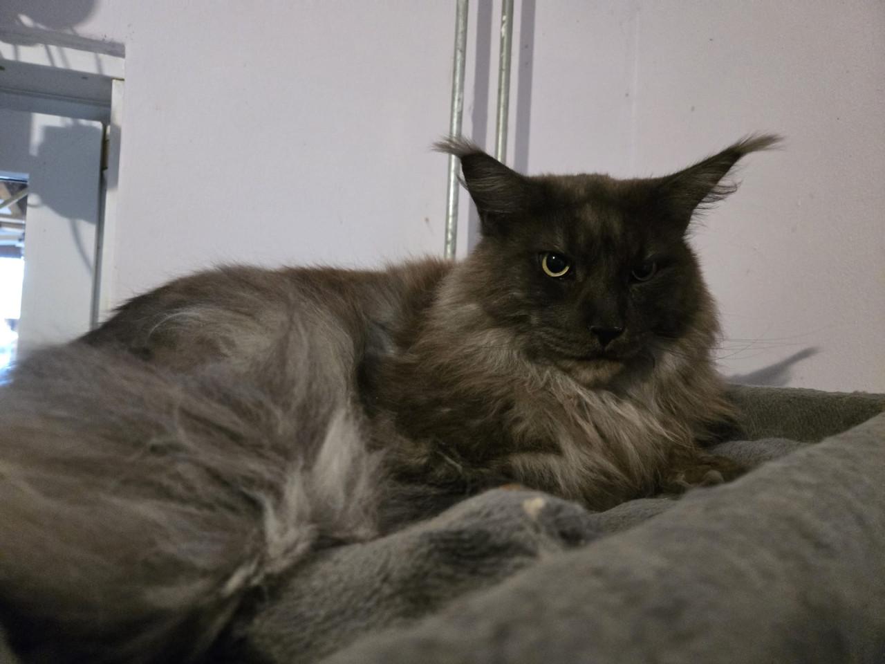 Maine coon kater met stamboom