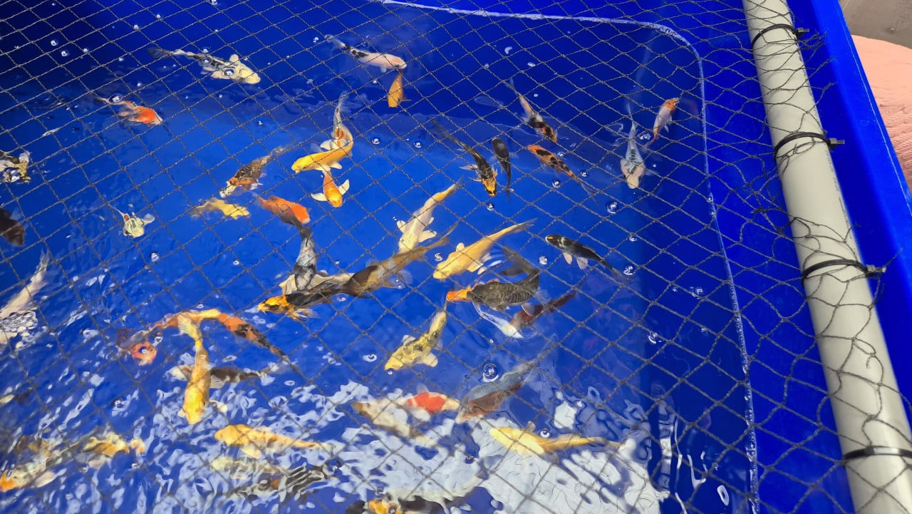 Mooie koi