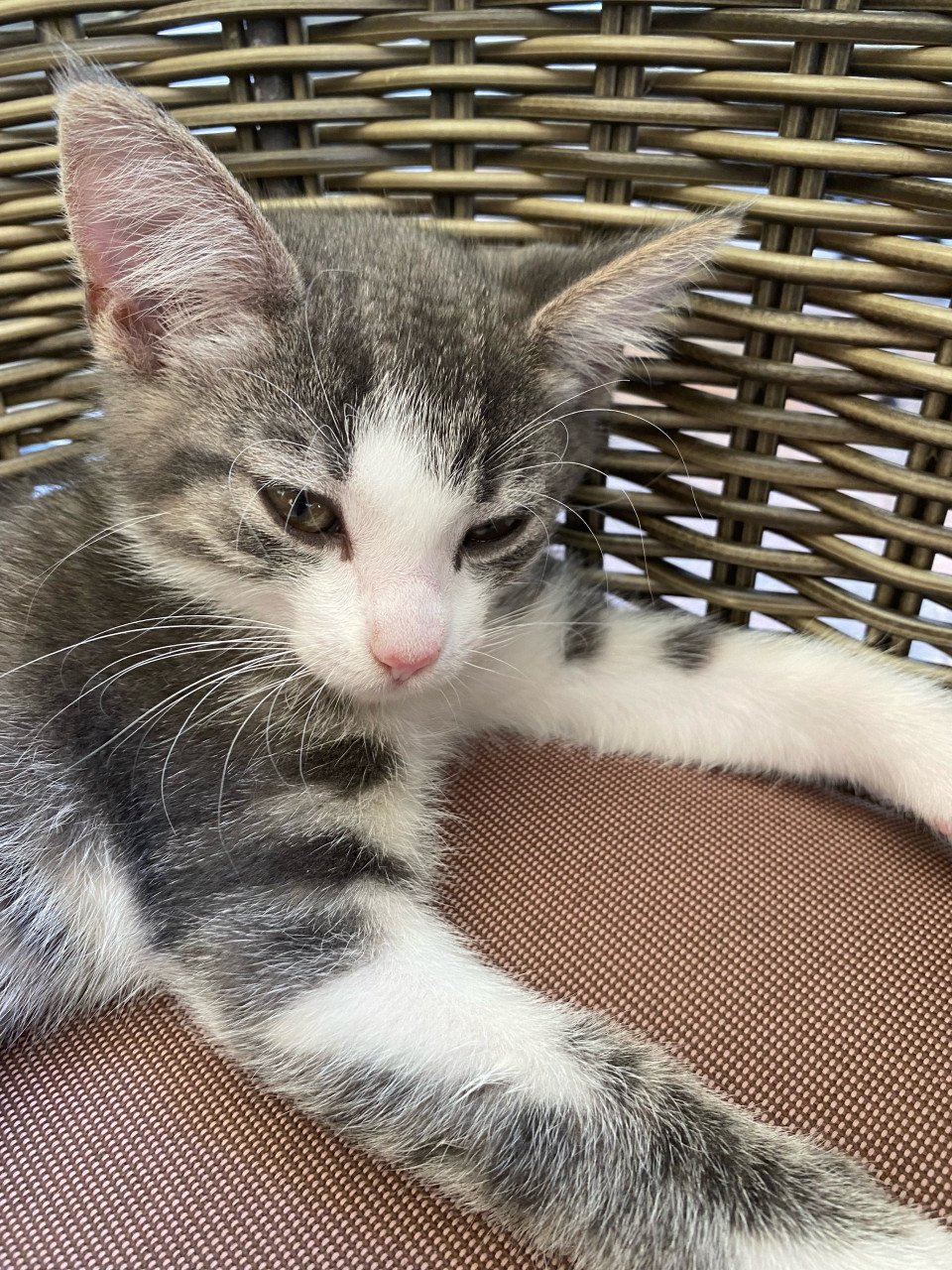 Kittens
