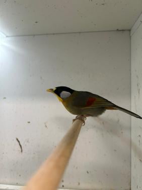 0-1 zilveroor nachtegaal