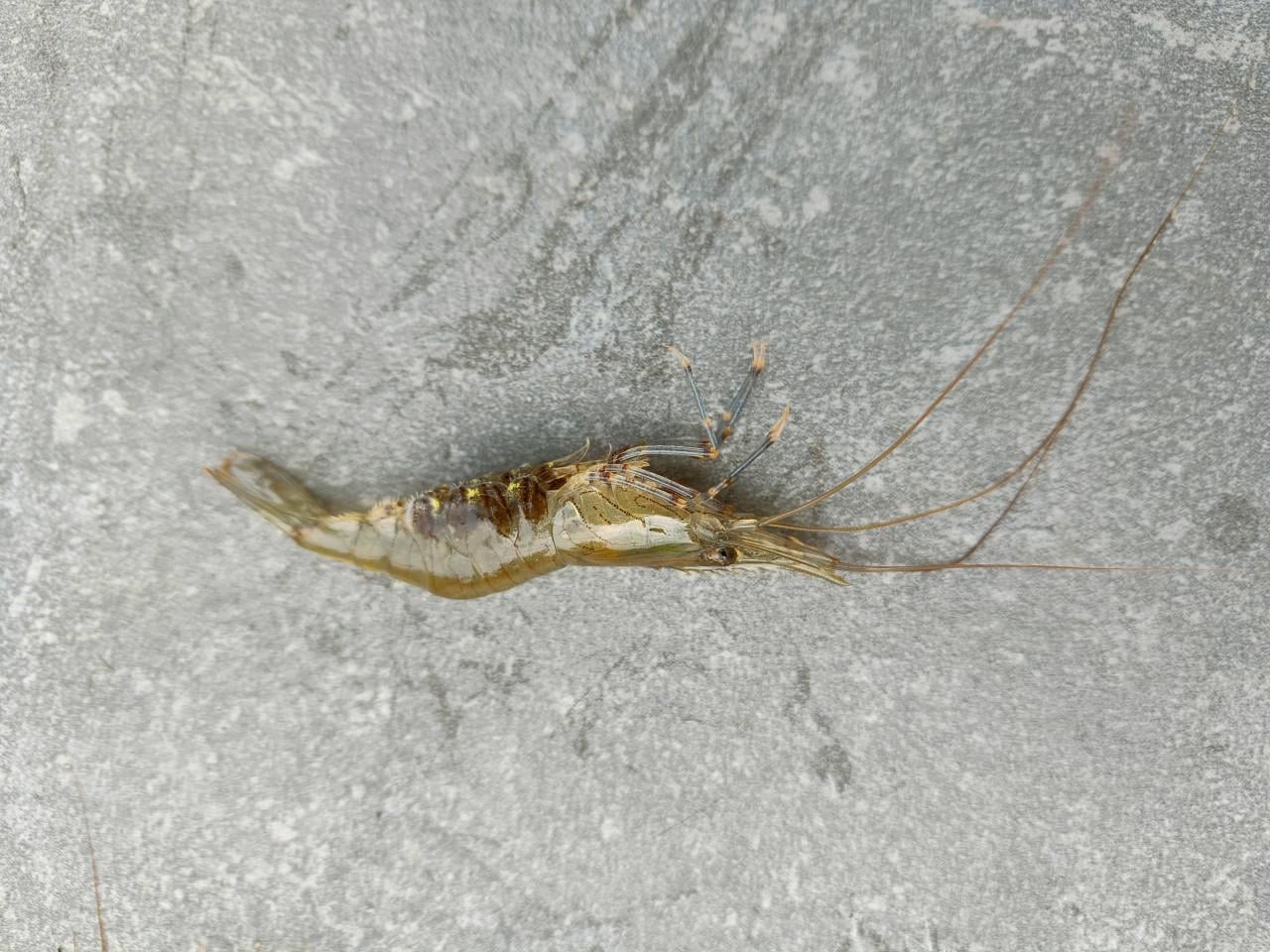 Steurgarnaal