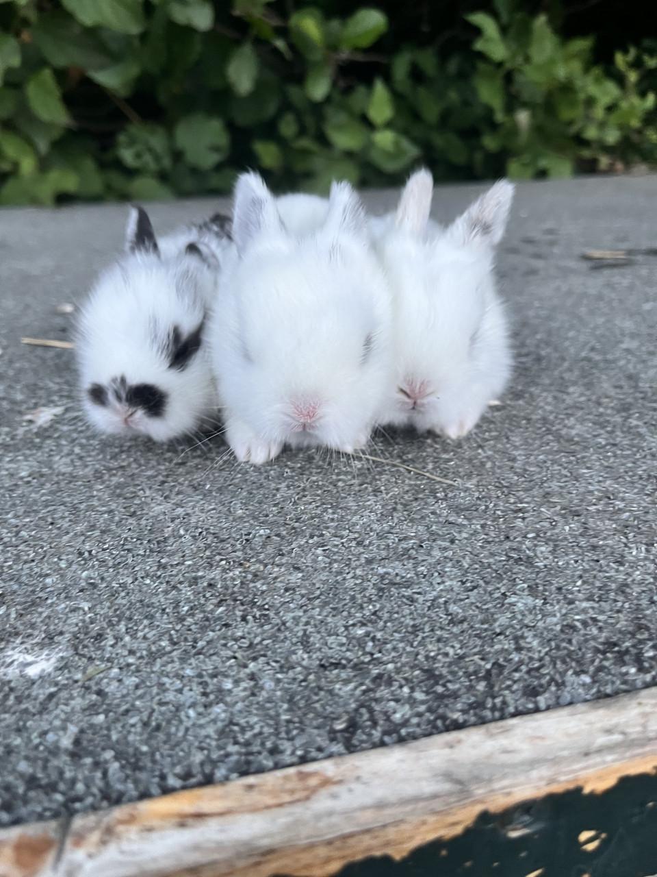 Baby konijnen te koop