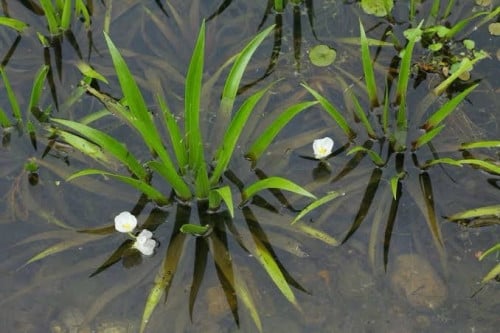 Krabbescheer plantjes