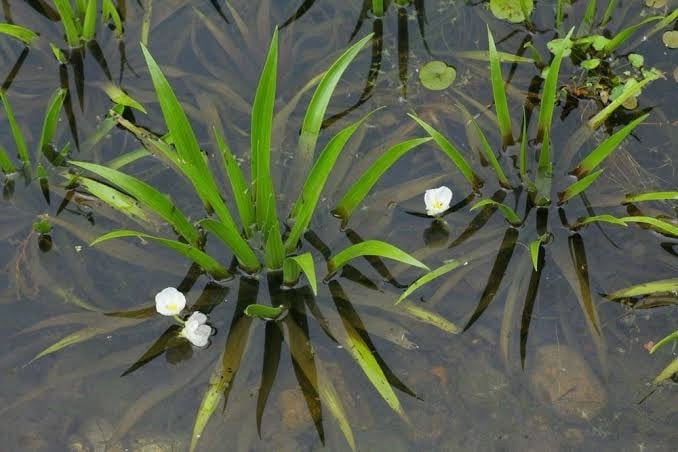 Krabbescheer plantjes