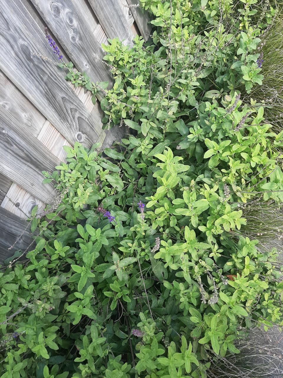 Tuinplant Salvia nemorosa cardonna 28 stuks