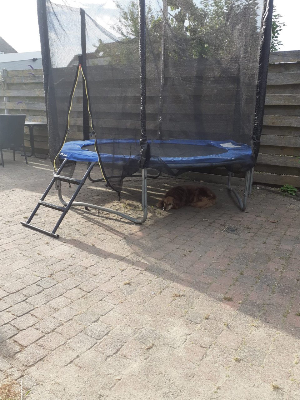 Trampoline