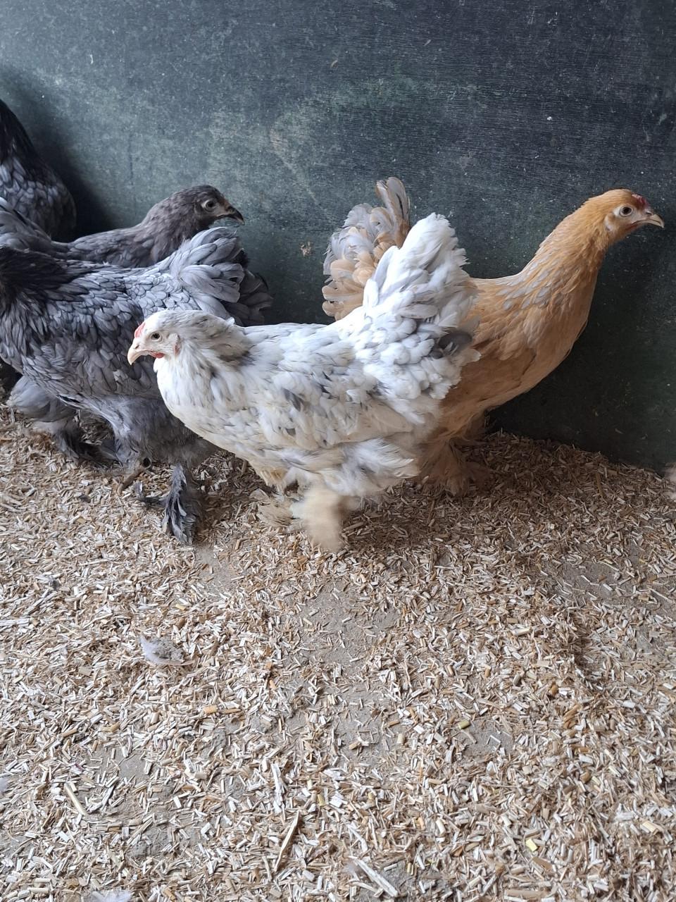 Brahma groot hennen, allerlei kleuren